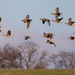 Rzuć wszystko i chodź popatrzeć na ptaki