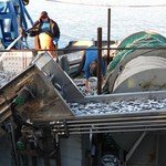 Rzucają, depczą i męczą ryby. Śledztwo Polaków ujawniło brutalną prawdę