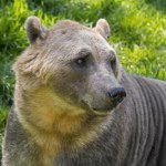 Są coraz częściej widywane w Arktyce. To hybryda dwóch niedźwiedzi