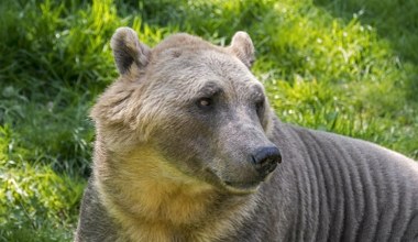 Są coraz częściej widywane w Arktyce. To hybryda dwóch niedźwiedzi