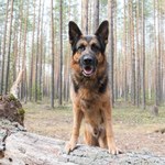 Są dowody na poważne straty w lasach. Wystarczy chwila nieuwagi na spacerze