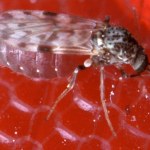 Są gorsze od komarów? Leśnicy przetrzegają przed małymi owadami