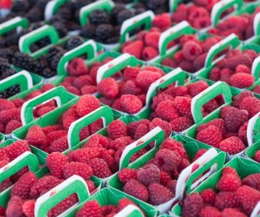 Są już polskie maliny. Cena taka, że można złapać się za głowę