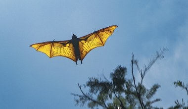 Są największe i najcięższe. Nie każdy wie, kim są te olbrzymy wśród ssaków
