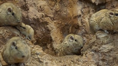 Są nazywane "bezuchymi królikami”. Urocze gundie urodziły się we wrocławskim zoo