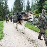 Są niezastąpione w górach. Niemieckie wojsko wciąż używa... mułów