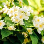 Są równie piękne, jak hortensje, a znacznie mniej wymagające. Każdy ogrodnik sobie poradzi 