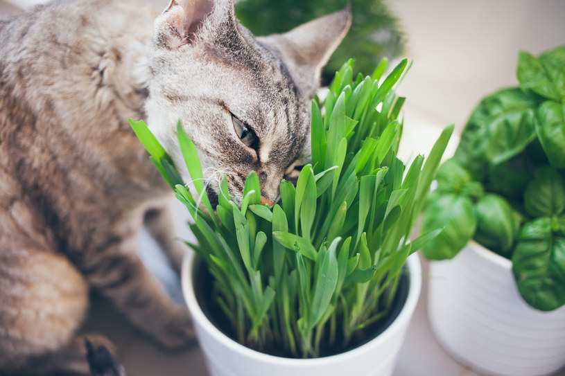 Są różne powody, dlaczego koty gryzą rośliny doniczkowe. Jednak zachowanie to jest groźne dla mruczka! /123RF/PICSEL