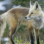 Są spokrewnione z wilkami. Wierzono, że wyłoniły się z mgły