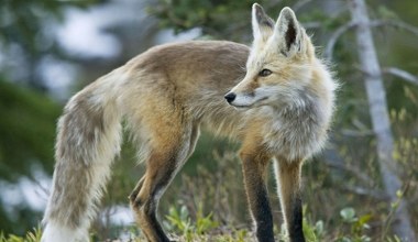 Są spokrewnione z wilkami. Wierzono, że wyłoniły się z mgły