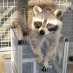 szop pracz Są sprytne i ciekawskie. Szopy pracze mądrzejsze, niż myśleliśmy