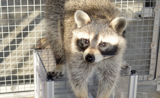 Są sprytne i ciekawskie. Szopy pracze mądrzejsze, niż myśleliśmy