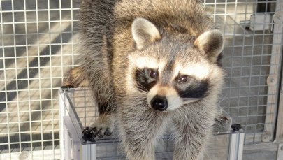 Są sprytne i ciekawskie. Szopy pracze mądrzejsze, niż myśleliśmy