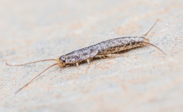 Są starsze od dinozaurów. I mieszkają w naszych łazienkach!