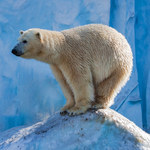 Są symbolem zmian klimatu. Czy niedźwiedzie polarne mogą wyginąć?