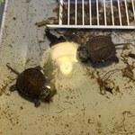 Są tak małe, że na dłoni można zmieścić ich kilka. Zobacz słodkie żółwiki