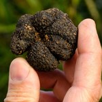 Są ukryte pod ziemią. Czarne diamenty rosną w polskich lasach