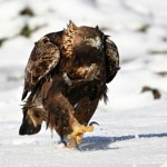 okręt podwodny Są w herbach i godłach. Ile wiesz o orłach? Sprawdź nasz quiz