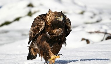 Są w herbach i godłach. Ile wiesz o orłach? Sprawdź nasz quiz