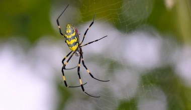 Są wielkie, żółte i latają. Inwazyjne pająki mogą mieć zaskakującą zaletę