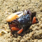 Są wielkości kartki samoprzylepnej. Zadziwiające jest to, co pożerają