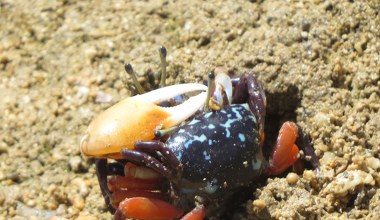 Są wielkości kartki samoprzylepnej. Zadziwiające jest to, co pożerają