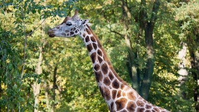 Są wyniki sekcji zwłok Tofika. Żyrafa miała zapalenie jelita