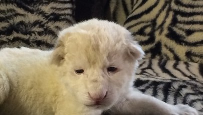 Są zagrożone wyginięciem. W Polsce urodziła się para