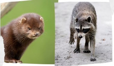 Są zaraz za zmianą klimatu. To drugi największy wróg Matki Natury