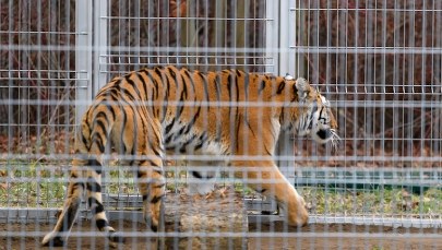 Są zarzuty dla lekarza weterynarii. Chodzi o transport tygrysów 