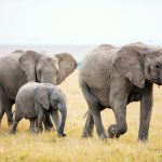 Kenia Są zatrzymani w sprawie śmierci 18 słoni. Mogły zostać brutalnie otrute