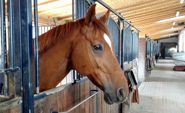 Sąd Apelacyjny: Główna specjalistka ds. hodowli koni w ANR zwolniona bez powodu