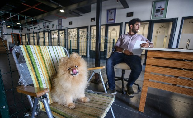 Sąd będzie uwzględniał psy czy koty m.in. w rozprawach o spadkach