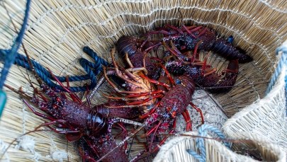 Sąd Najwyższy: Trzymanie homarów w lodzie to przestępstwo. Można je gotować 