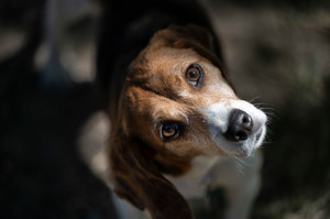 Sąd nakazał uratować 4000 psów, na których chcieli eksperymentować. Historyczna akcja