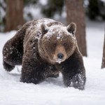 Sąd orzekł ws. niedźwiedzi na Słowacji. Odstrzał był nielegalny