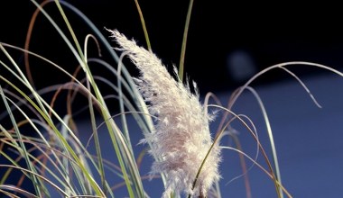 Садівники роблять це саме зараз. Завдяки цьому декоративні трави стають густими та пишними
