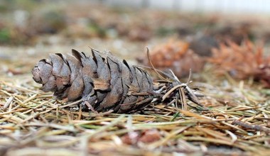 Садівники використовують її як зимову мульчу. Вона захищає рослини, збагачує ґрунт та пригнічує бур'яни