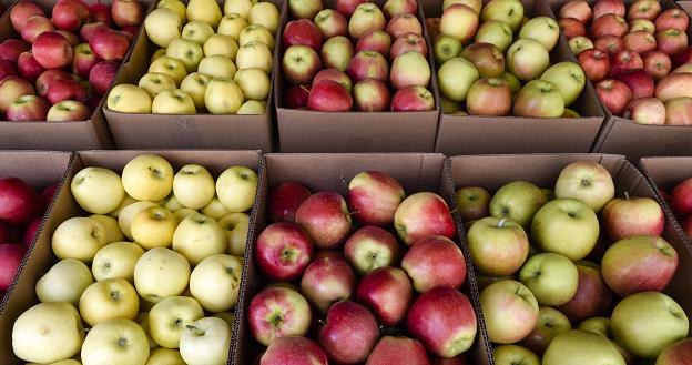 Sadownicy dostają od firm skupujących jabłka do celów przetwórczych od 10 do 15 groszy za kilogram /&copy;123RF/PICSEL