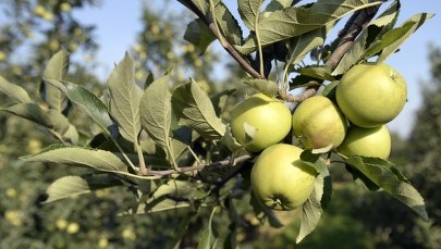 Sadownicy mogą stracić na embargu ok. 500 mln euro  