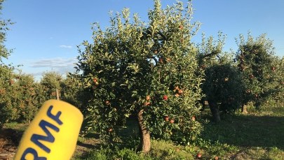 Sadownicy: Na ziemi leżą dywany jabłek, tak bardzo obrodziły 