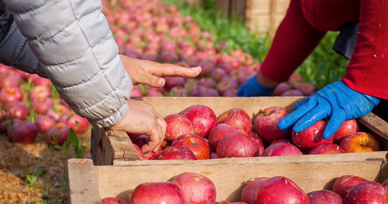 Sadownicy nie otrzymali pieniędzy za setki ton jabłek (zdj. ilustracyjne) /123RF/PICSEL