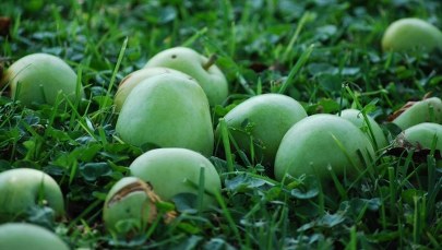 Sadownicy niezadowoleni z interwencyjnego skupu jabłek