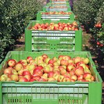Sadownicy ostrzegają: Polski rynek jabłek już się załamał. "Czeka nas karczowanie drzew"