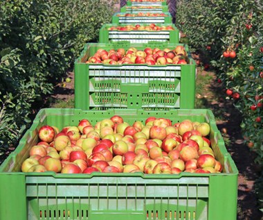 Sadownicy ostrzegają: Polski rynek jabłek już się załamał. "Czeka nas karczowanie drzew"
