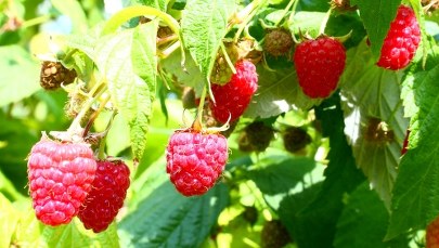 Sadownicy protestują przeciwko niskim cenom malin. Chcą, by resort zainterweniował