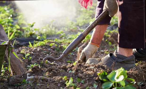 Sadownicy z Mazowsza: Obawiamy się przymrozków