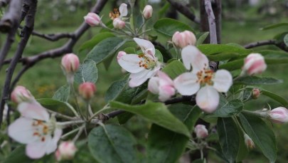 Sadownicy z Mazowsza: Ten sezon to dla nas katastrofa