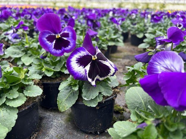 Sadząc wiosenne kwiaty trzeba pamiętać o tym, żeby gleba była żyzna. /Aneta Łuczkowska /RMF FM - reporter