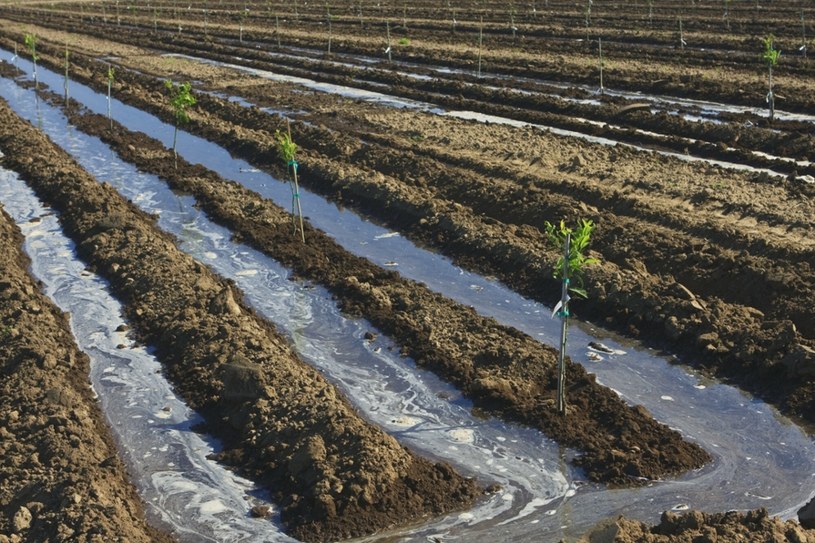 Sadzenie drzew "na pokaz" otrzymało nawet swoją nazwę: treewashing /Steve Goossen/Design Pics RM/East News /East News